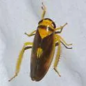 Eutettix pictus - photo 5