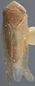 Eutettix planus - photo 2
