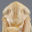 Eutettix planus - photo 3