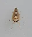 Eutettix prinoides - photo 2