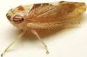 Eutettix prinoides - photo 3