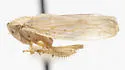 Eutettix rubianus