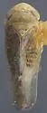 Eutettix rugosus - photo 2