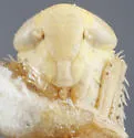 Eutettix rugosus - photo 3