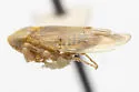 Eutettix rugosus - photo 4