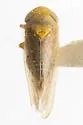 Eutettix rugosus - photo 5