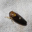 possibly undescribed species MD - photo 2
