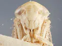 Eutettix subaeneus - photo 4