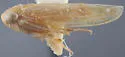 Eutettix subspinosus - Eutettix subspinosus