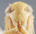 Eutettix subspinosus - photo 3