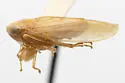 Eutettix subspinosus - photo 4