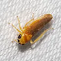 Eutettix tristis - photo 2