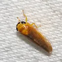 Eutettix tristis - photo 3