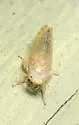 Eutettix variabilis - Eutettix variabilis