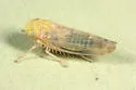 Eutettix variabilis - photo 2