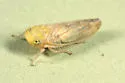 Eutettix variabilis - photo 3