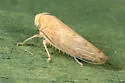 Eutettix variabilis - photo 4