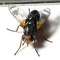 Euthera setifacies - photo 2