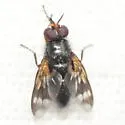 Euthera setifacies - photo 3