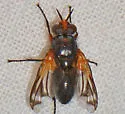 Euthera setifacies - photo 5