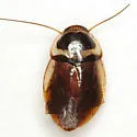 Fragile Cockroach
