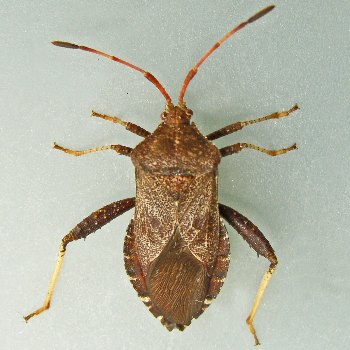 Helmeted Squash Bug