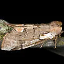 Thyatira lorata - Hodges#6239 - Euthyatira lorata