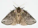 Euthyatira semicircularis - Hodges#6241