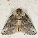 Euthyatira semicircularis - Hodges#6241 - photo 2