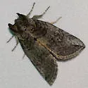 Euthyatira semicircularis - Hodges#6241 - photo 4