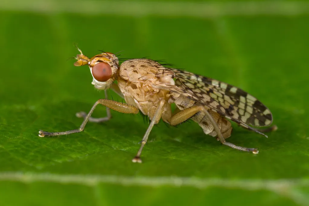 Euthycera chaerophylli - photo 2