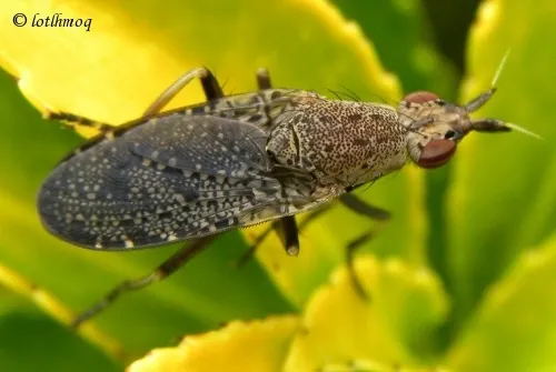 Euthycera cribrata - photo 2