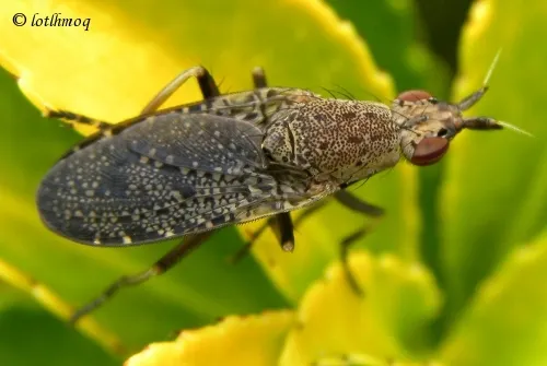 Euthycera cribrata - photo 3