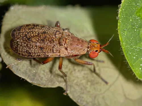 Euthycera flavescens