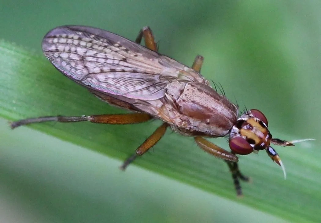 Euthycera fumigata - photo 3