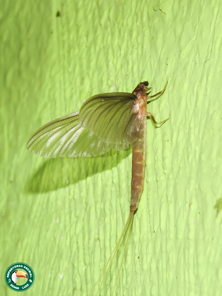 Euthyplociidae - photo 2