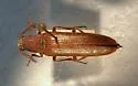 Euthysanius cribricollis