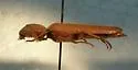 Euthysanius cribricollis - photo 2