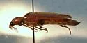 Euthysanius lautus - photo 2