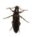 Euthysanius lautus - photo 3