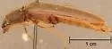 Euthysanius lautus - photo 5