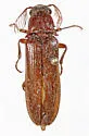 Euthysanius pretiosus - Euthysanius pretiosus