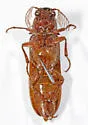 Euthysanius pretiosus - photo 2