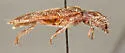 Euthysanius pretiosus - photo 3