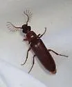 Euthysanius pretiosus - photo 4