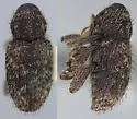 Eutinobothris pilosellus - Eutinobothris pilosellus