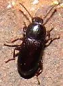 Eutochia crenata