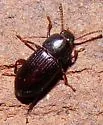 Eutochia crenata - photo 2