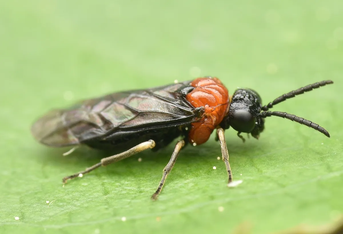 Eutomostethus ephippium - Eutomostethus ephippium