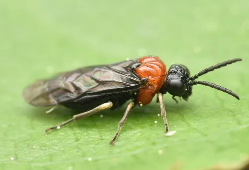 Eutomostethus ephippium - photo 2